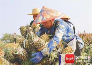 三亚哪里种植菠萝-昌江十月田镇南岭村发展套袋凤梨 地里结出“金凤梨”