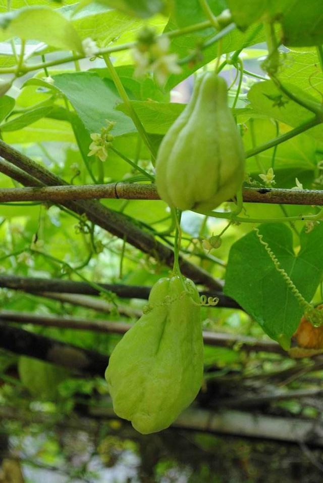 佛手瓜种一次长3年的果实，它的生长过程你知道吗？