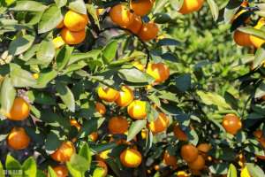 种植贡柑的前景-九个最能赚钱的柑橘品种