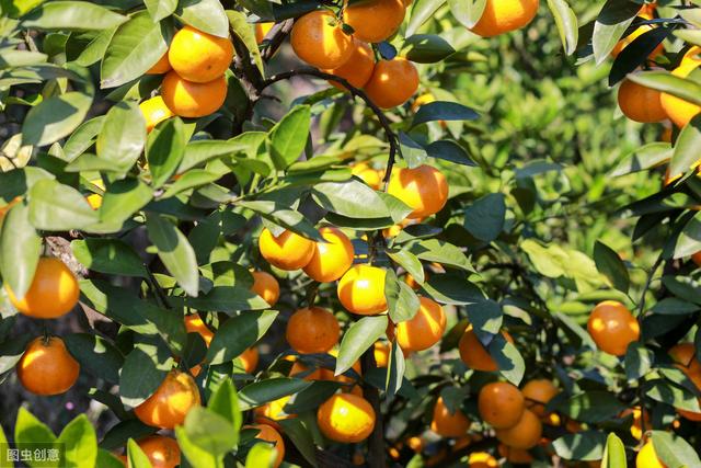 九个最能赚钱的柑橘品种