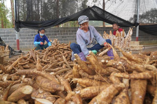 粉葛产业链上的年轻人——“中国葛根之乡”见闻