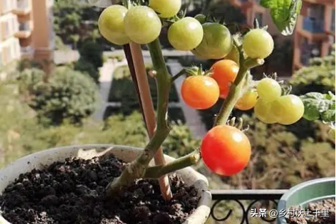 盆栽小番茄的种植方法与管理：本文讲解很详细，赶快学起来