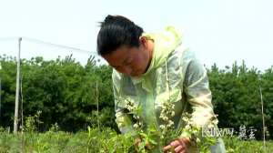蓝莓的种植视频-微视频丨河北易县：栽种蓝莓树 致富“蓝”不住