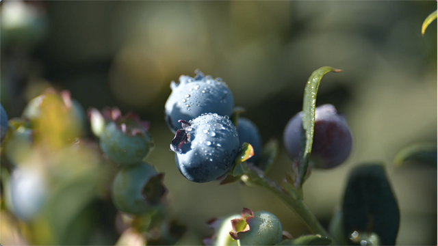 蓝莓产业“金钥匙” 叩开果农“致富门” 人均月收入过万