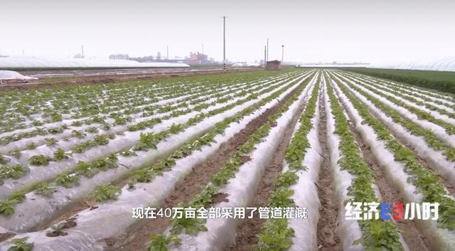“中国马铃薯之乡”搭上现代农业快车！年产200多万吨，马铃薯成致富“金豆豆”→