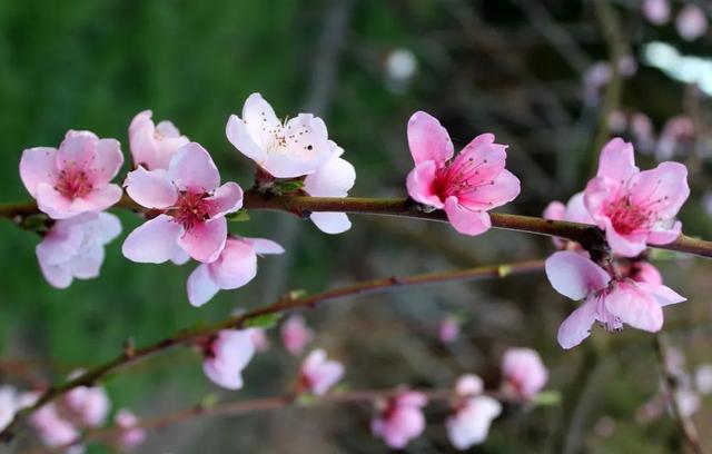梨树、桃树、苹果树......果树春季管理要点来啦！