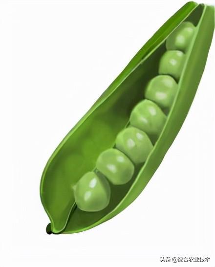 豌豆营养价值高，适口性也不错，但你知道豌豆的种植方法吗？