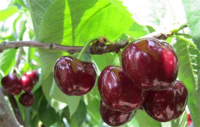 美早大樱桃的种植技术与病虫害防治