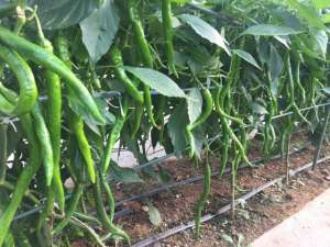 辣椒的种植技巧-种植辣椒，培育壮苗很重要，如何培育，有何技巧
