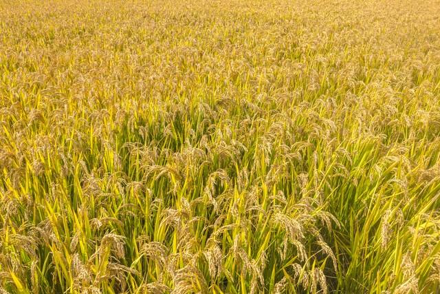 水稻价格飙升，风险也越来越大，要大跌？2023年10月11日水稻价格