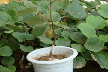 猕猴桃盆栽方法