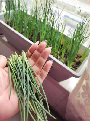 白萝卜的种植视频-春天盆里撒点种子 半个月就能出菜苗 兰州人在家开始春播啦