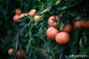 如何种植樱桃西红柿-番茄秋延栽培，掌握这些种植技巧，冬季挂果多口感佳