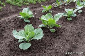 黑龙江白菜种植时间-头伏萝卜二伏芥，到了三伏种白菜，萝卜白菜到底什么时间种