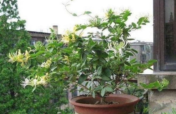盆栽“金银花”，注意4点长的快，颜值高，摘一把治感冒