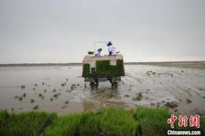 农业种植计划-新疆今年海水稻全面插秧 计划种植5000亩