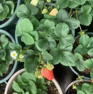 草莓盆栽什么时候种植-阳台、露台种10盆草莓，方法简单，一棵结好多果，大人小孩都爱吃
