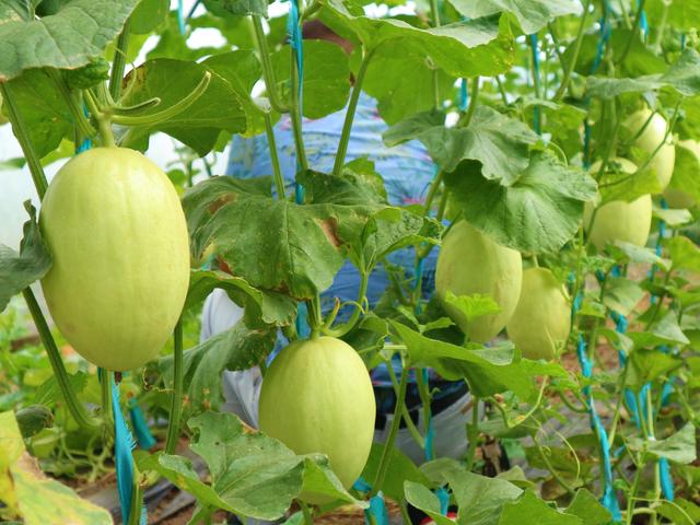 农民种植一种“吊瓜”，味道清脆香甜，10亩收入150000元