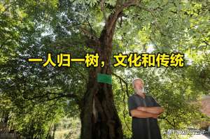 浙江楠种植技术-农村老人期待的金丝楠木虽然金贵，但树苗并不难寻，培育注意4点
