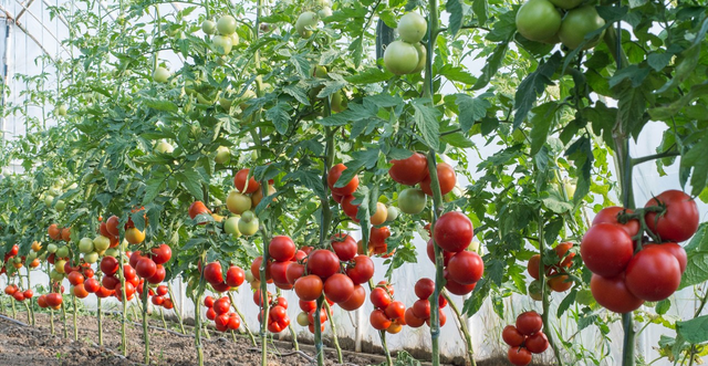 番茄种植怎样注意光照条件、温度、土壤要求、合理施肥呢？