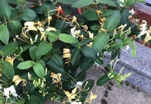 盆栽“金银花”，注意4点长的快，颜值高，摘一把治感冒