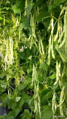 梅豆的种植-种豆角想高产，管理很重要，这两点要做对