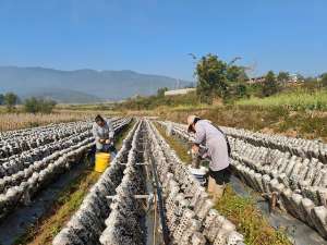 木耳种植基地-云南景谷：第一批黑木耳迎来采收季