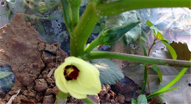 黄秋葵生长缓慢、开花少且落花多，科学种植产量高、品质优