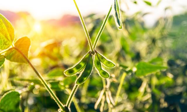 在美国，大豆种植通常分为两个主要季节：春季和夏季