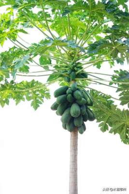 木瓜的种植方法和管理-木瓜树的种植方法