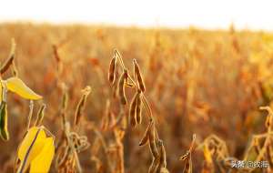 美国大豆种植带-美国大豆：一亩能产出多少斤？是中国的16倍，为何差距这么大？