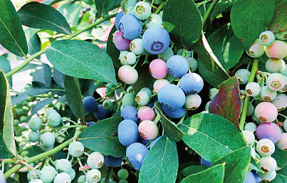 南方地区蓝莓简易避雨栽培方法