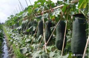东瓜种植-想种植出高产的冬瓜，学会这样科学栽种很关键，你都学会了吗？