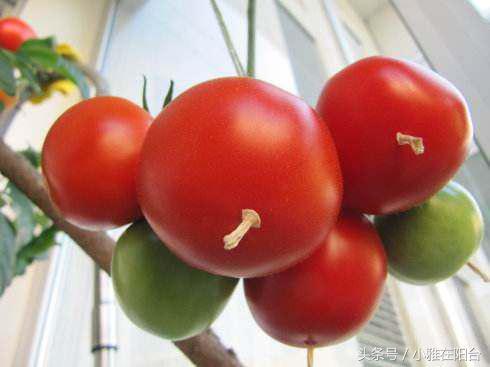 阳台种西红柿，记得这样打叉掐尖，能结果更多，果实更大！