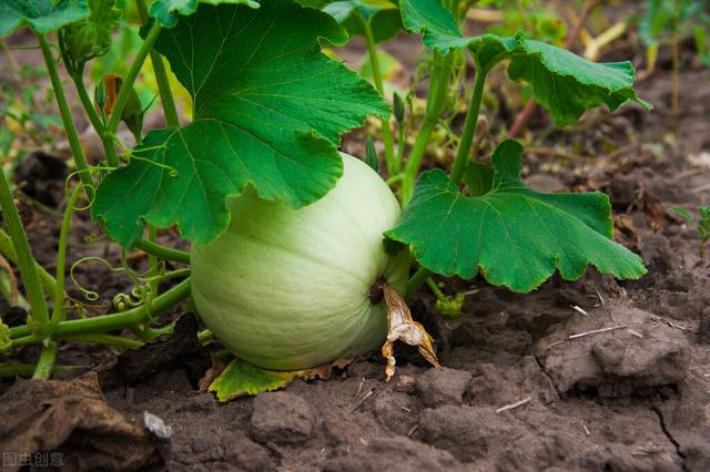 南瓜高产栽培技术，改善了通风和透光条件，确保南瓜的产量与品质