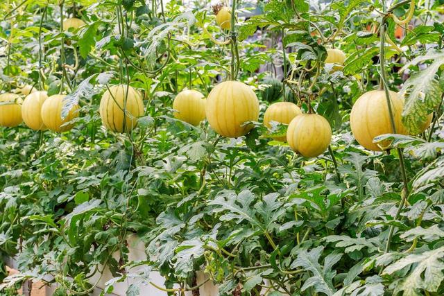 老樵聊三农：黄皮西瓜的种植方法和时间