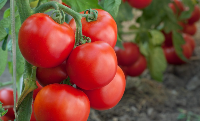 番茄种植怎样注意光照条件、温度、土壤要求、合理施肥呢？