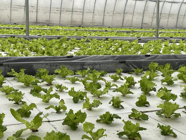高产还省工的水培新方式，冬季种植生菜，保温好，长势快
