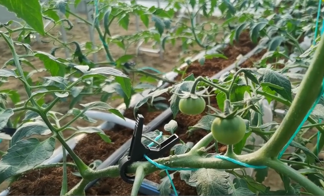 番茄换个方法种植，高产又省工，管理技巧要掌握好