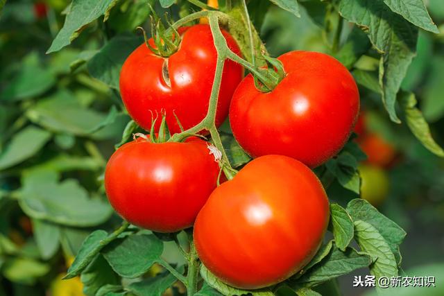 关于怎么种植番茄，种植方法赶紧过来学一下吧！露地番茄种植技术