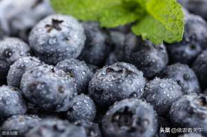 蓝莓种植的效益-蓝莓种植前景广阔，但不要盲目，种植前农民朋友需要了解这些