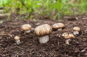 香菇的种植技术与管理-香菇种植技术及病虫害防治，这些方法掌握住，丰收不用愁