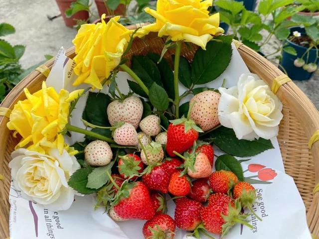 家庭盆栽草莓养护种植经验分享
