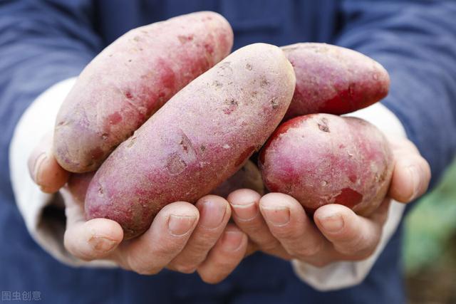 深栽洋芋浅栽姜，红薯栽在皮皮上，红薯你真的种对了吗？