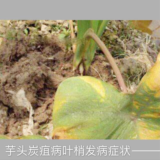 秋季多雨高湿，芋头采收期要预防炭疽病的侵害，提前预防才能丰产