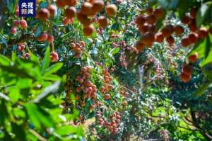 钦州种植基地-产量预计达50万吨广西钦州荔枝甜蜜上市