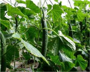 种植大棚黄瓜技术-温室黄瓜温度管理方法