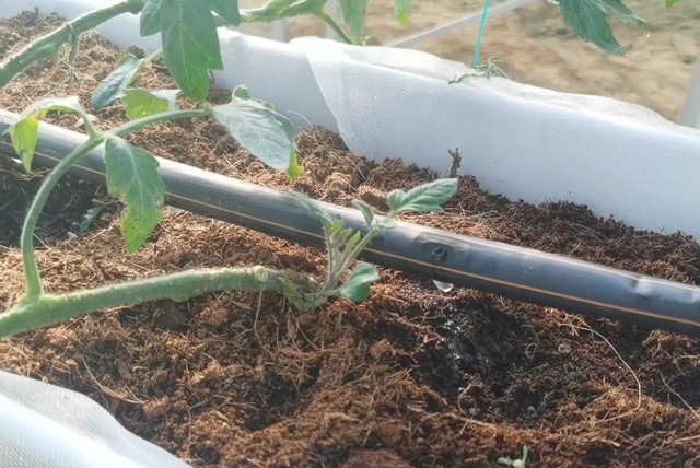 浇水方法用不对，难怪番茄长势差，基质栽培浇水技巧要掌握