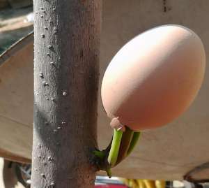 陕西大棚香椿种植-7旬老人在屋前种植香椿林，竟把鸡蛋“种”在树上，小操作大收获
