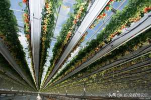 种植系统的区别-空中升降草莓种植系统多少钱一米？